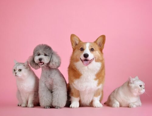 Cómo preparar a tu mascota para la visita del veterinario a domicilio