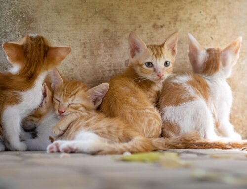 Veterinario a domicilio: comodidad y bienestar para tu mascota