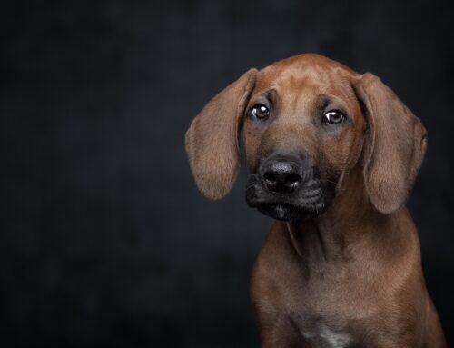 Cuidar a gatos y perros mayores: consejos para una mejor calidad de vida